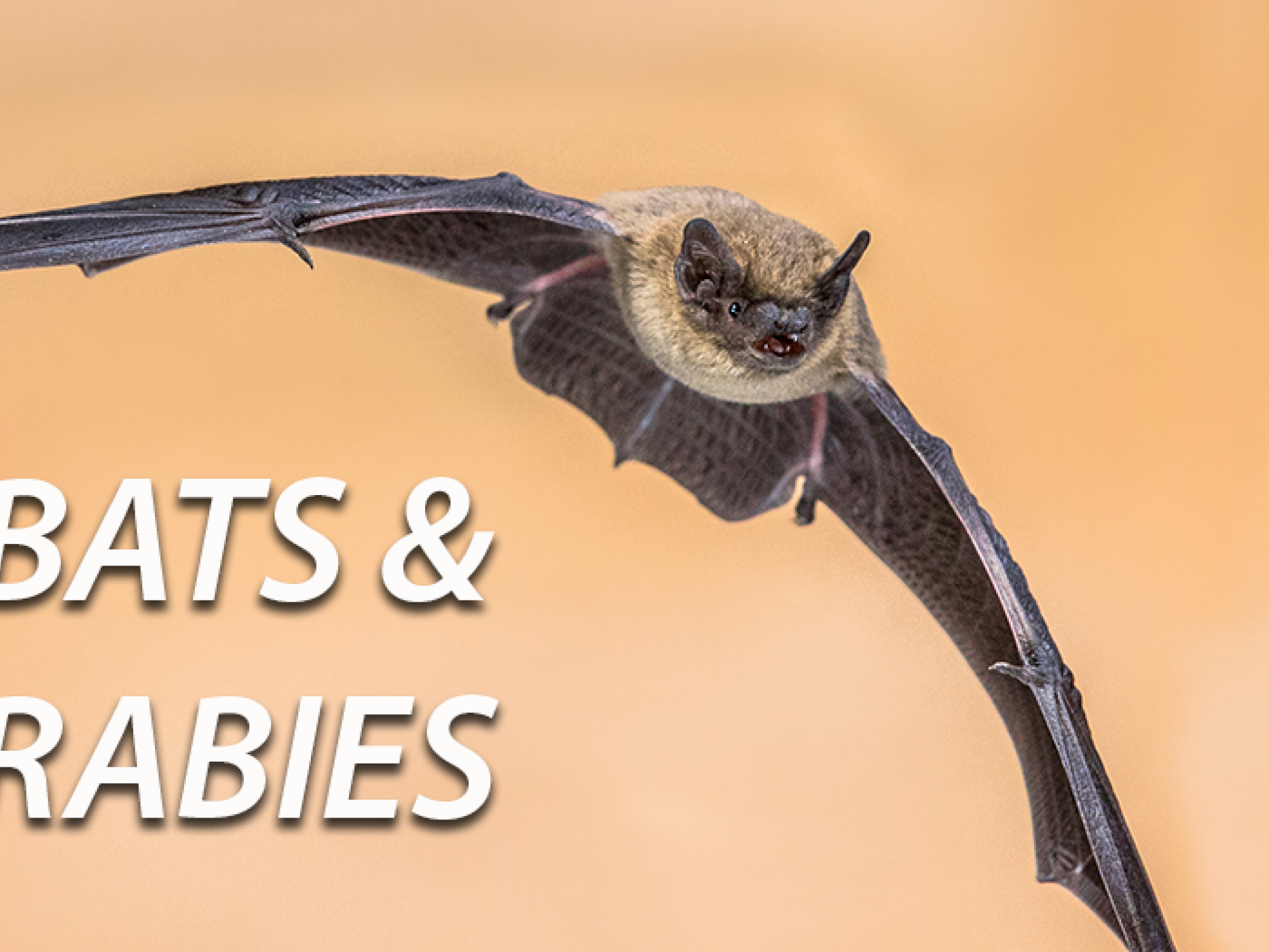 A flying bat