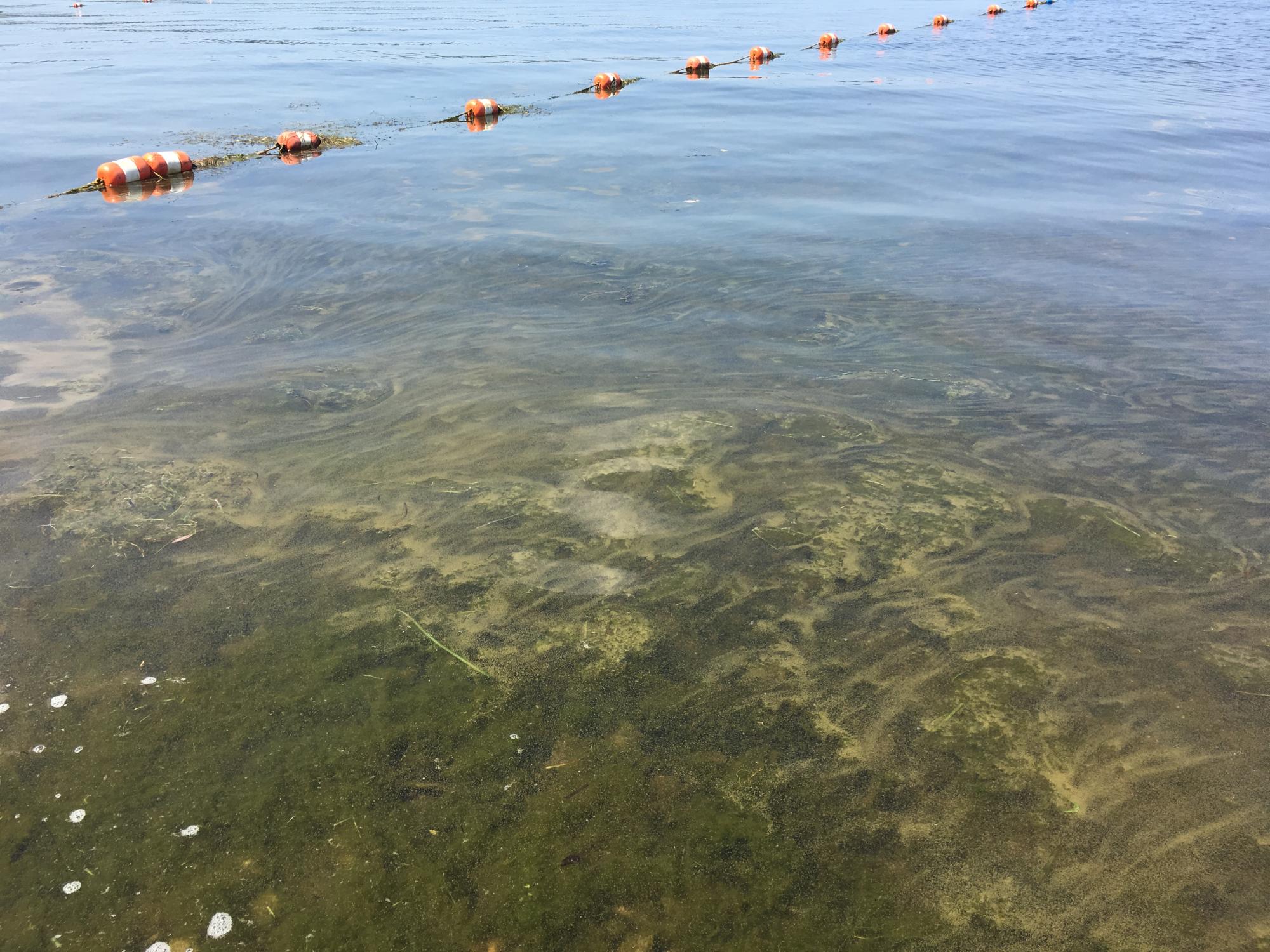 A Harmful Algal Bloom 