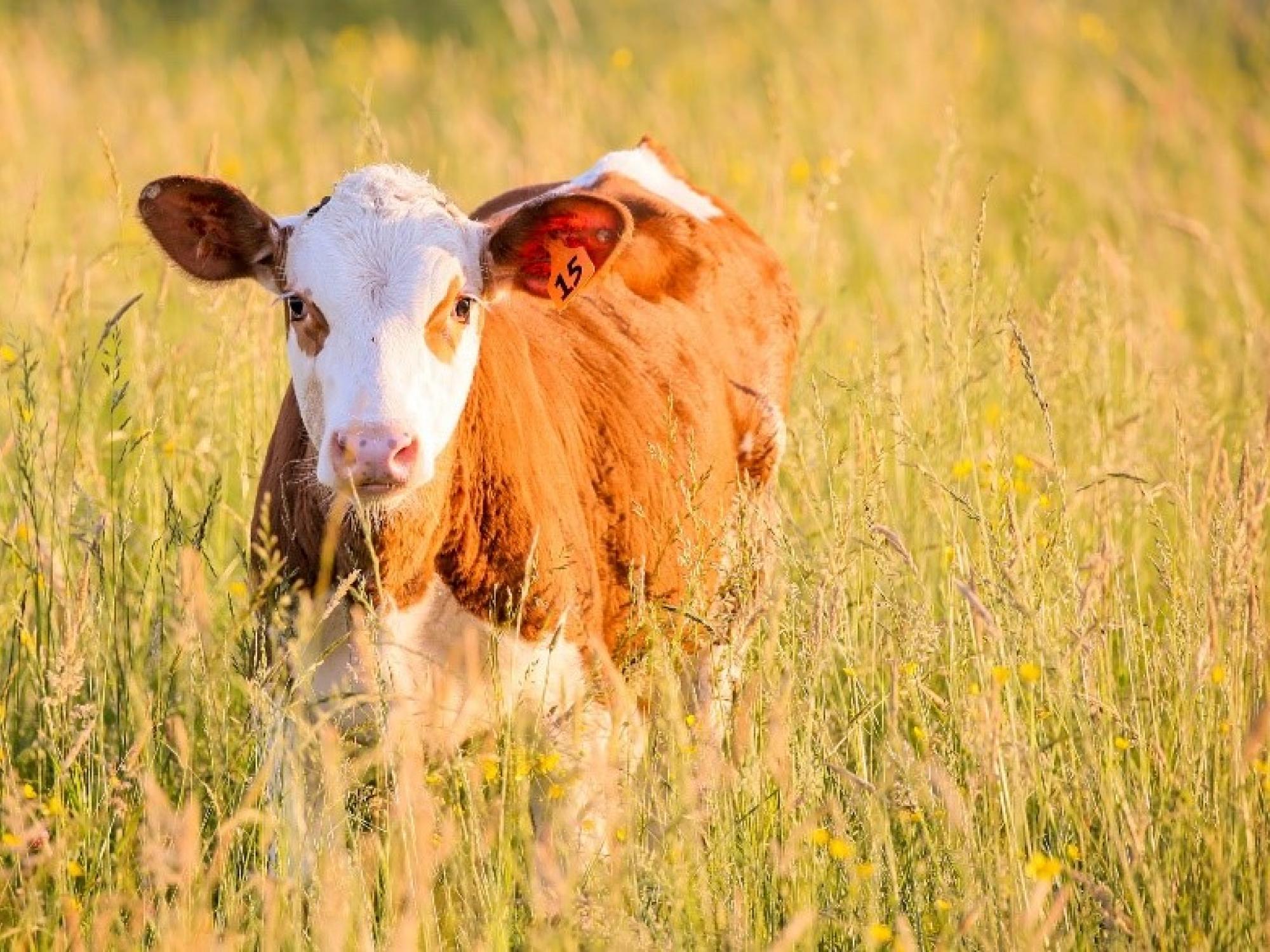 Red & White Holstein Steer Grazing