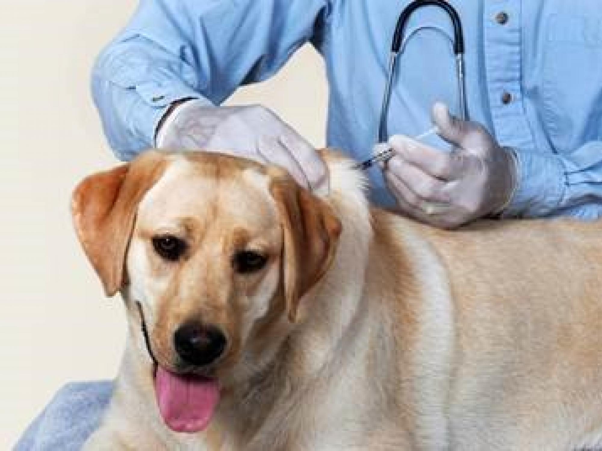 Pictured a veterinarian administering a vaccination.