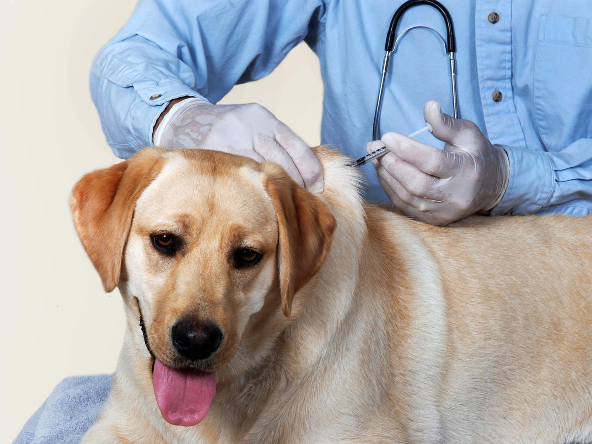 a veterinarian administering a vaccination