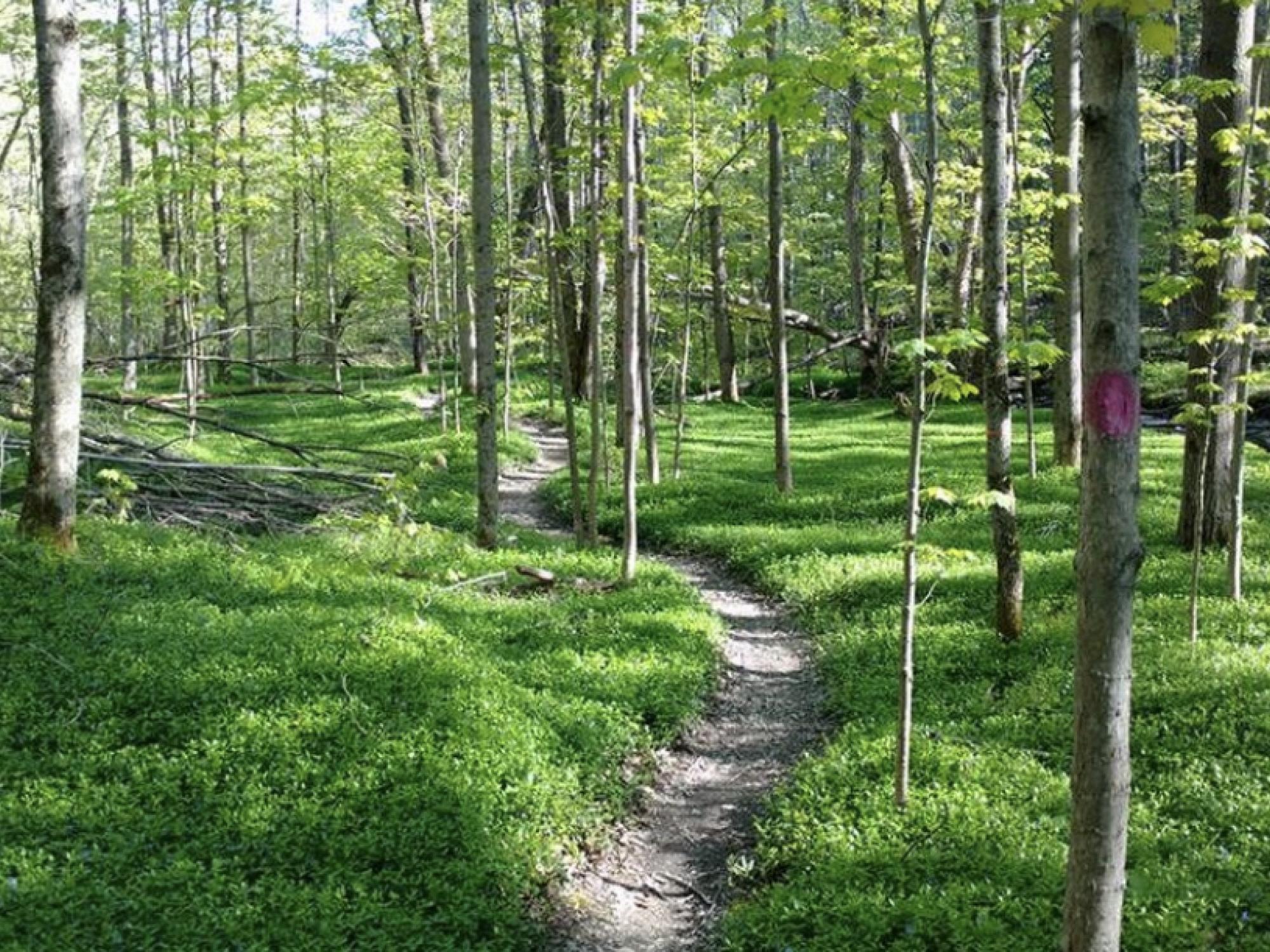 Residents and visitors interested in hiking, biking, riding, and/or rowing Chautauqua County’s 250+ miles of trails have new resources available to help them plan their trip with the new interactive trails map and mobile map application. More details available at CHQTrails.org