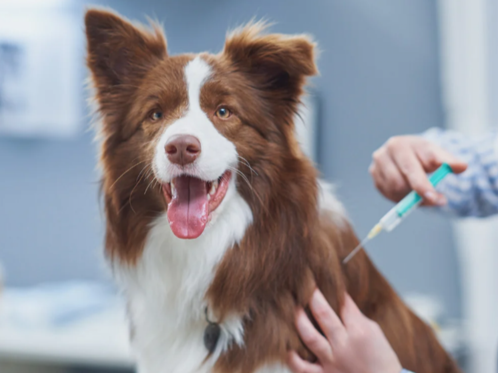 rabies vaccination clinic