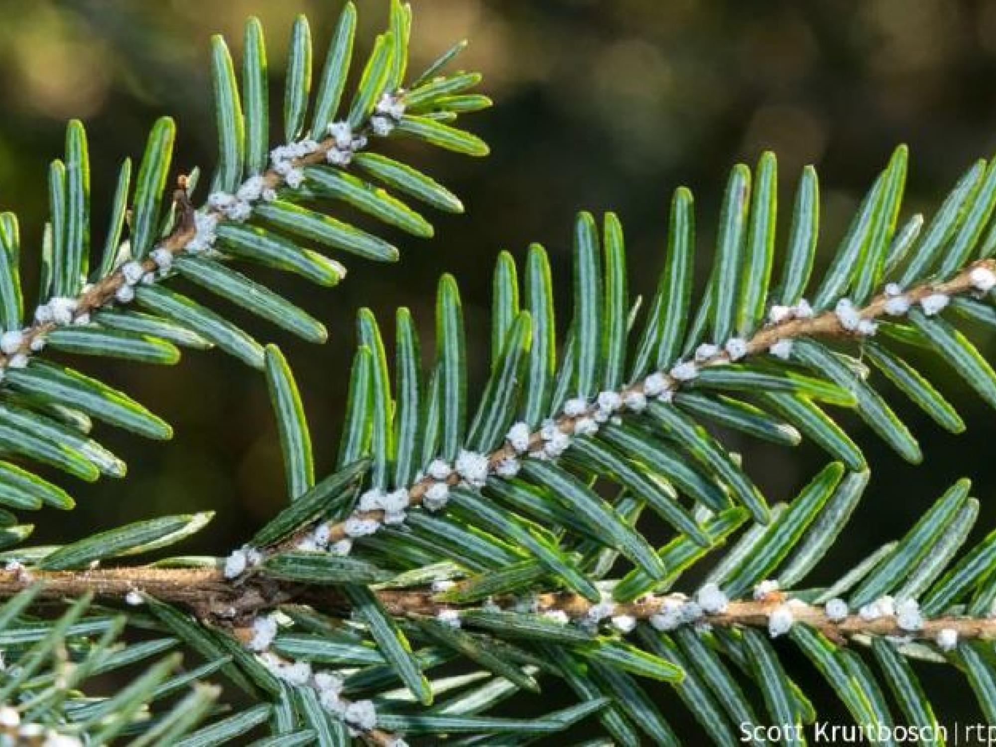 Hemlock Woolly Adelgid masses from this invasive insect can be seen at the base of the needles on these hemlock branches
