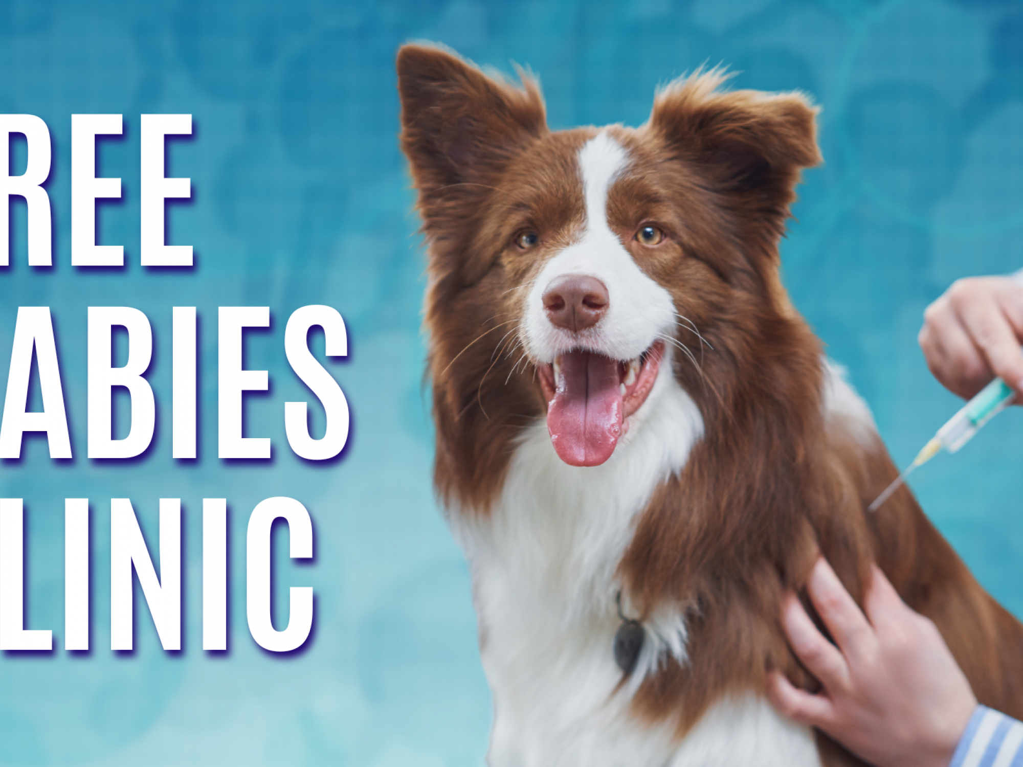 Rabies vaccination clinic