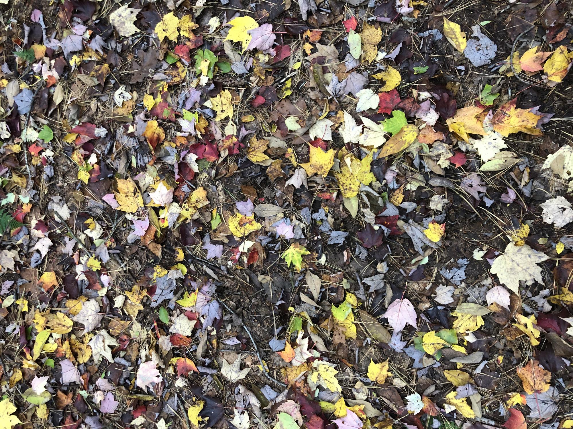 Fall Leaves