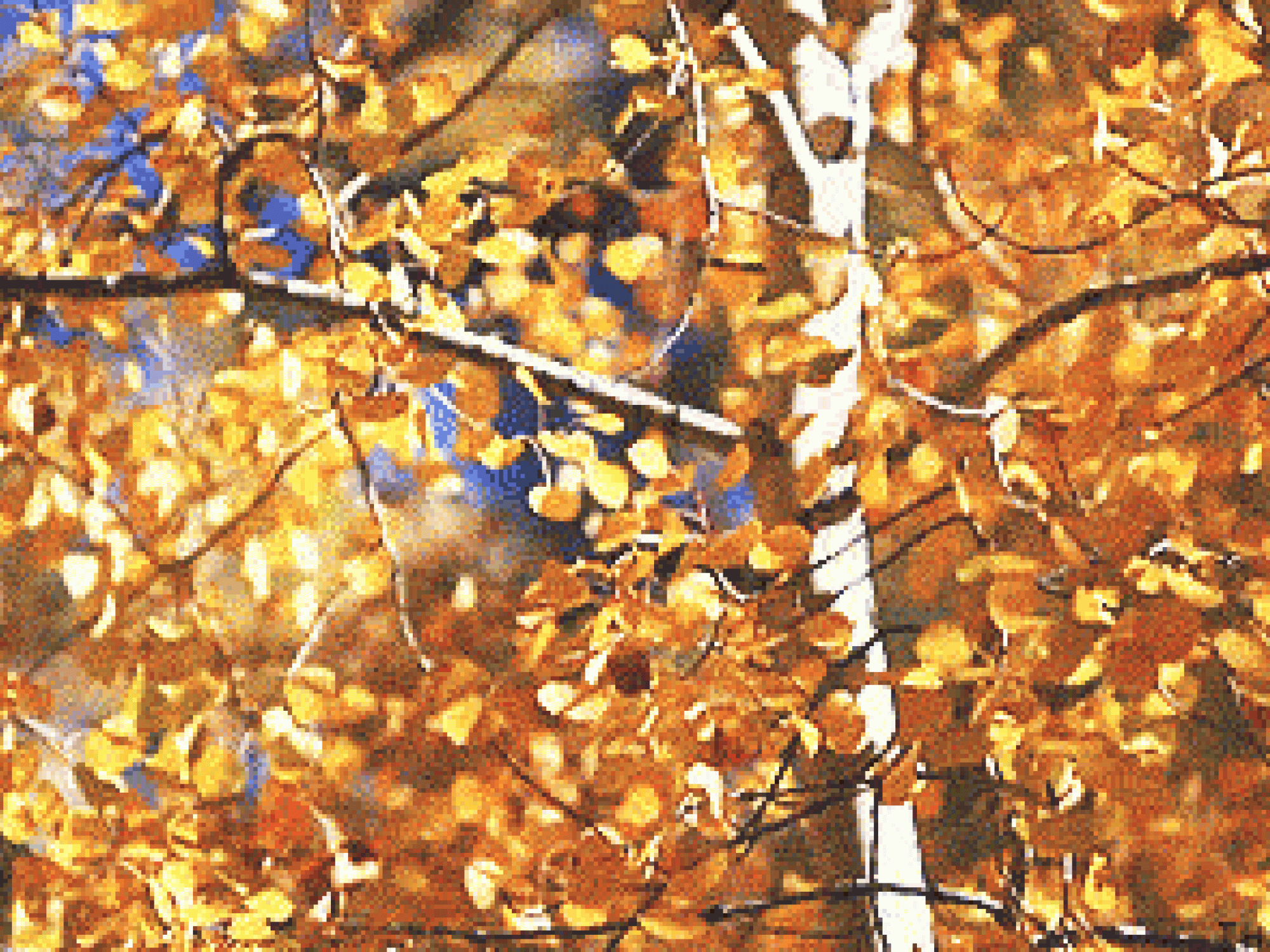 Fall Leaves