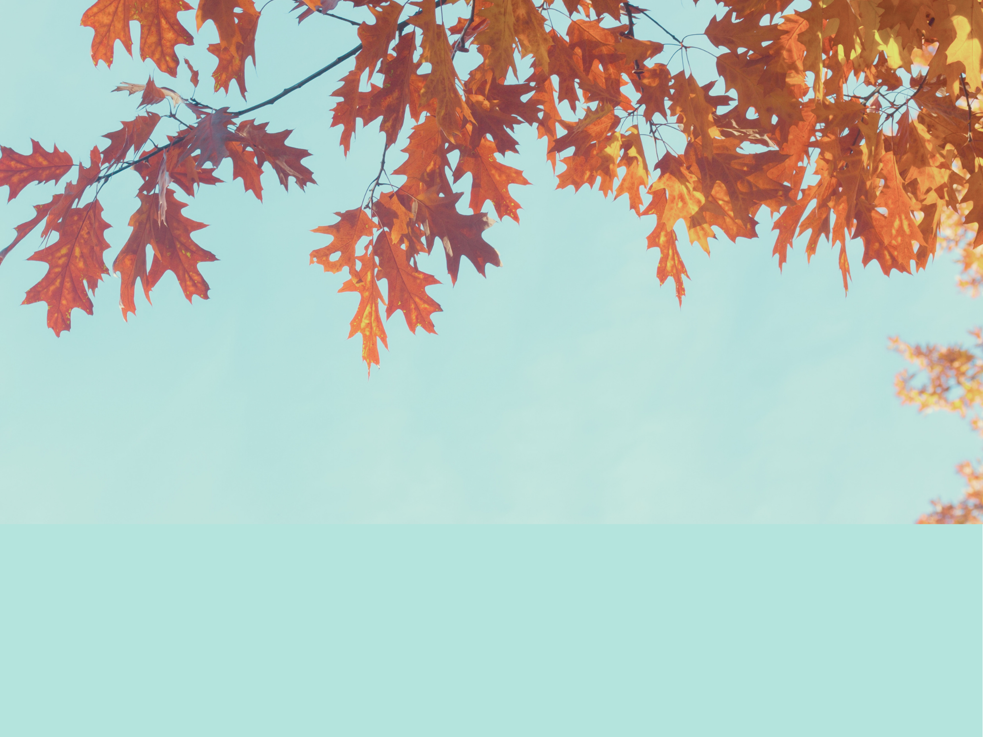 fall leaves in blue sky