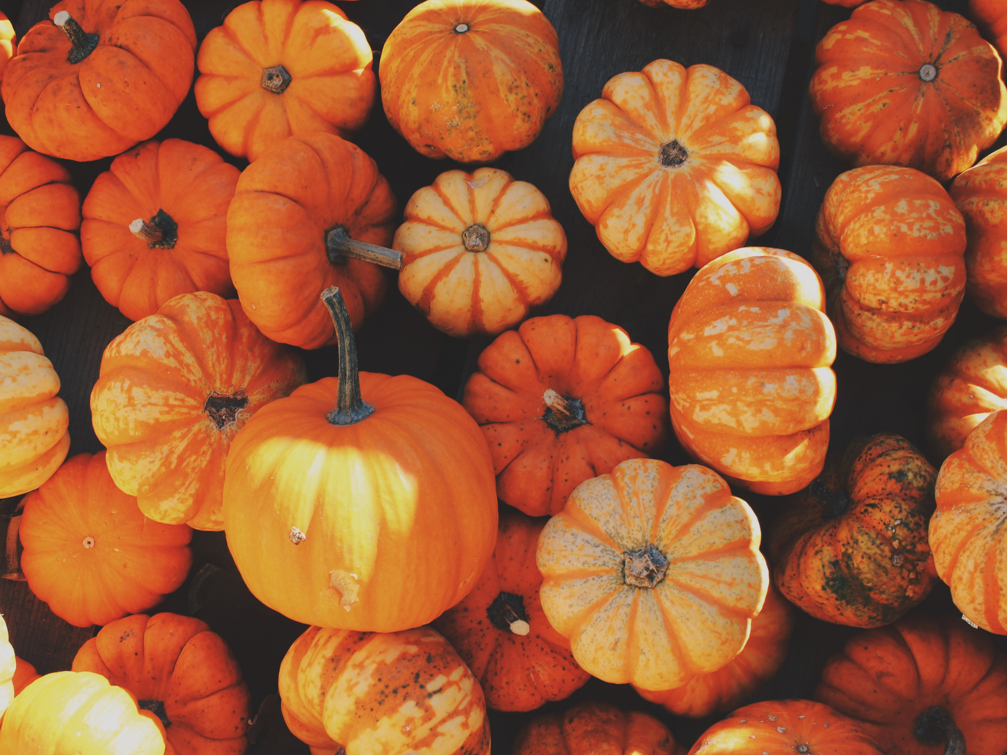 pumpkins on the ground