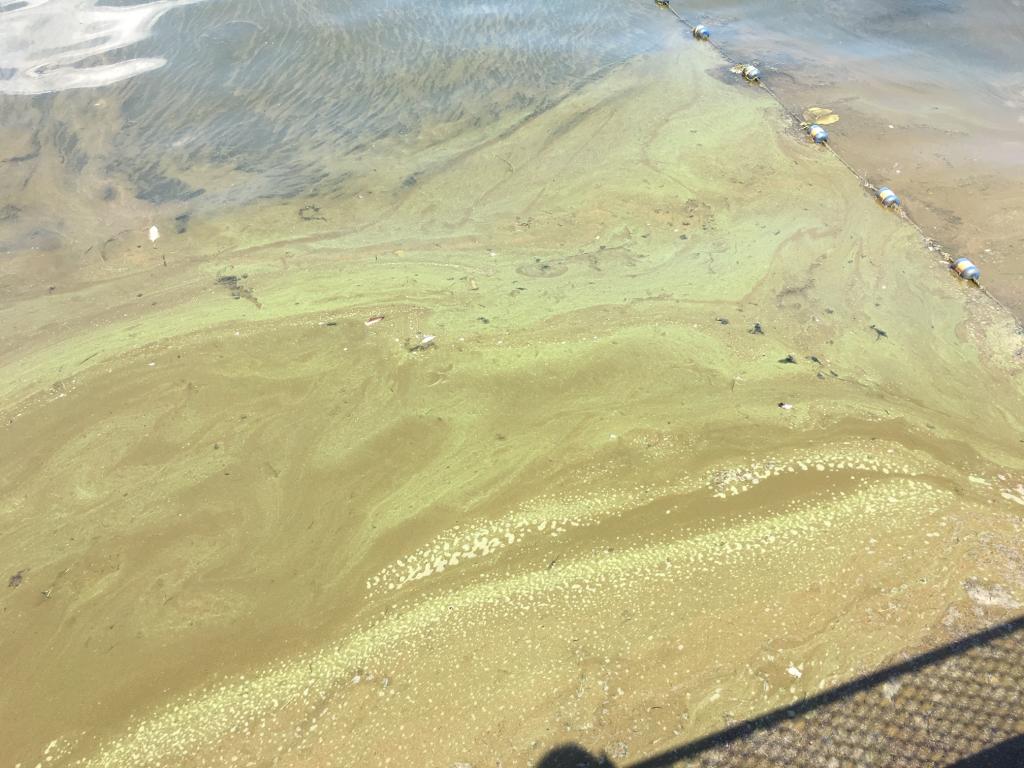 Blue Green Algae