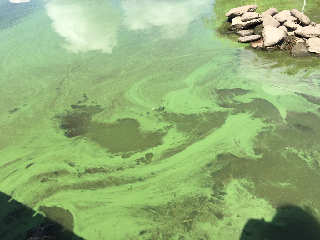 Blue Green Algae