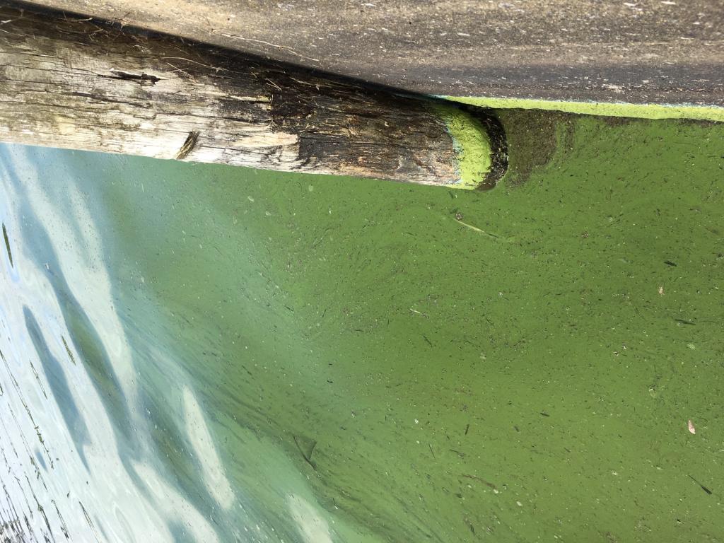 Blue Green Algae
