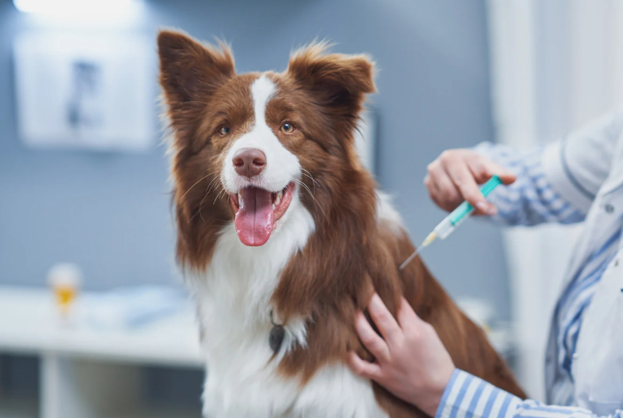 dog